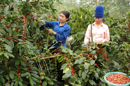 Nông dân Điện Biên thu hoạch cà phê.